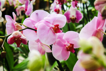 Venezuela : Orquideas venezolanas en vivero / venezuelan orchids at vivarium.  April 14, 2021. Valencia, Carabobo © Luis Cabrera/salteveneno