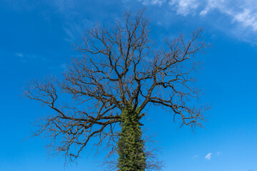 un arbre et le ciel bleu profond du printemps