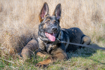 A dog portrait of a happy four months old German Shepherd puppy laying down in high, dry grass. Working line breed