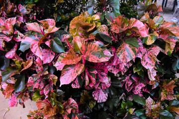 Aesthetically appearing coleus leaves in a garden