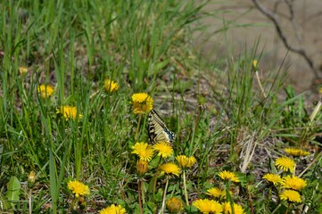 a butterfly on a yellow dandelion