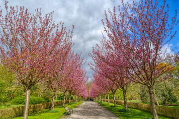 Obraz premium Weg mit Kirschblüten in einem Park in Dortmund