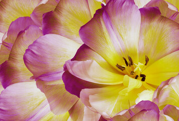 Tulips flowers  yellow-pink.  Floral background.  Close-up. Nature.
