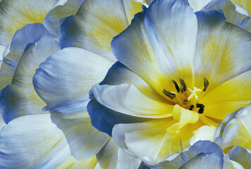 Fototapeta na wymiar Tulips flowers white-yellow-blue. Floral background. Close-up. Nature.