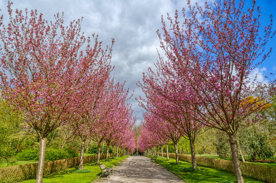 Weg mit Kirschbl&uuml;ten in einem Park in Dortmund
