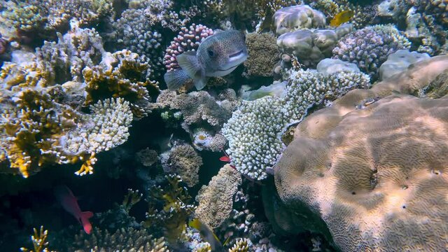 Coral reef in the red sea underwater colorful tropical fish Arothron stellatus, Starry toadfish. POV snorkeling. Tropical colorful seascape. Underwater reef. Reef coral scene. Egypt