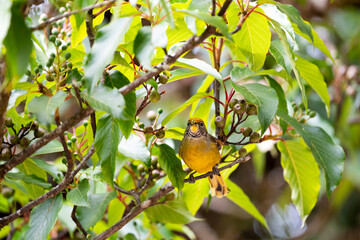 Bar - throated Minia