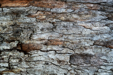 Close up of a pine tree bark. Organic gray and brown rough texture
