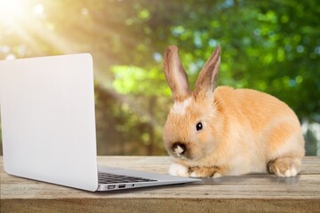 Bunny.