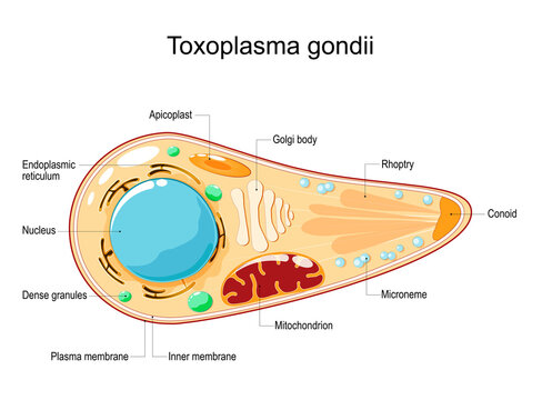 Toxoplasma gondii. Cell Structure and anatomy