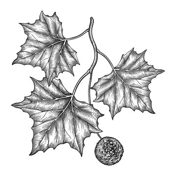Hand drawn sketch of American sycamore or western plane branch with fruit and leaf in black isolated on white background. 