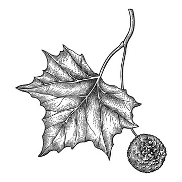 Hand drawn sketch of American sycamore or western plane twig with fruit and leaf in black isolated on white background. 