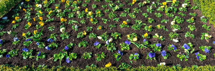The first spring flowers were planted in flower beds. Violas close up. Flowerbeds with Velty yellow and blue violets. Beautiful Garden landscape design.