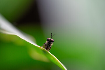 fly on leaf