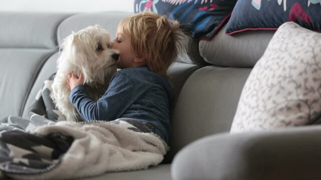 Toddler child, hugging little maltese dog at home, sitting on the couch