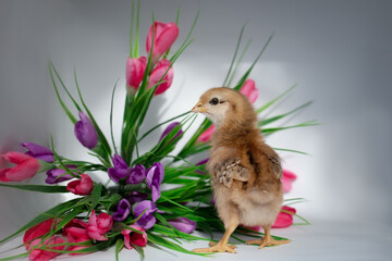 Red chicken with flowers on white background