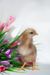 Red chicken with flowers on white background
