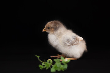 Chinese silk chicken