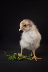 Chinese silk chicken