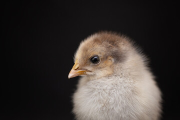 Chinese silk chicken