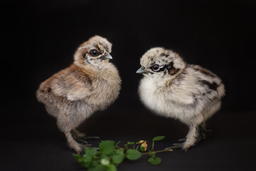 Chinese silk chicken