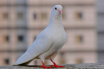 pigeon