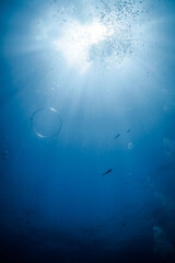 Obraz na płótnie Canvas underwater scene with bubbles