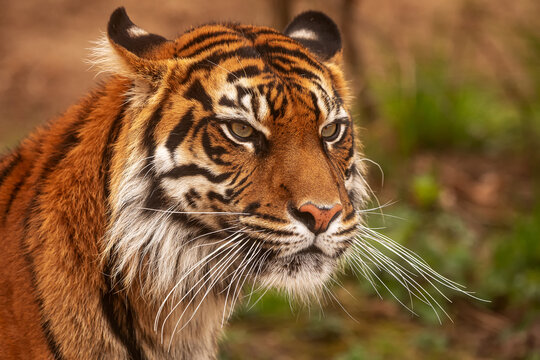 (Panthera tigris tigris) Sumatran male tiger very close portrait