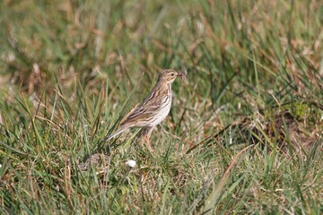 Meadow Pipit gathering insects to feed chicks.