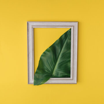 Green palm leaf inside of a frame. Yellow background.