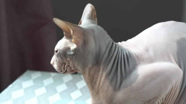 Sphynx cat looks at the camera. Bald cat close up.