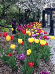 New York tulips