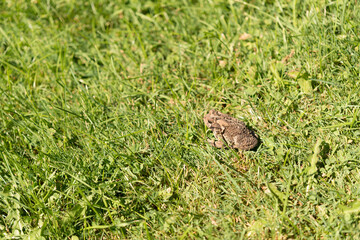 American toad (anaxyrus americanus) in the grass