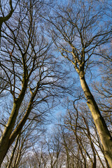 Bara canopy of oak trees in The Netherlands