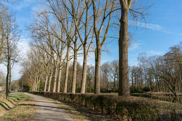 Tall trees lining bicycle lane in Loenen in The Netherlands