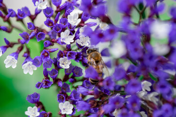 bee on lavender