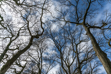 Bara canopy of oak trees in The Netherlands