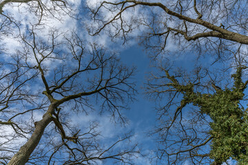 Bara canopy of oak trees in The Netherlands