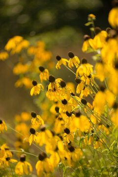 ratibida pinnata, pinnate prairie coneflower, gray-head coneflower, yellow coneflower, prairie coneflower