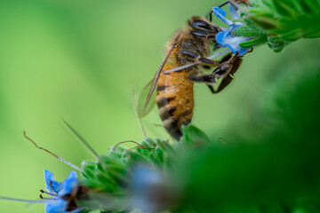 bee on a flower