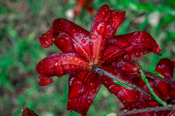 Back side of red lily with drops of water on petals after the rain. Flower petals curled back. Tiger lily In the green leaves background. Close-up