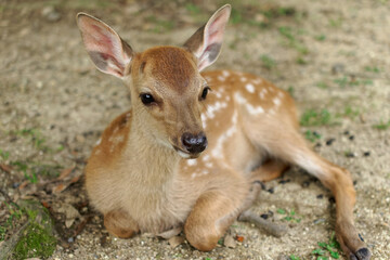 Young deer of Nara park in Japan