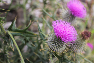 thistle in bloom