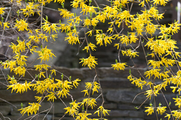 wild forsythia (lamiales, oleaceae) growing downward near a stone wall