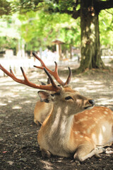 Deer of Nara park in Japan