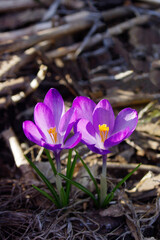close up of a pair of purple spring crocus flowers with copy space