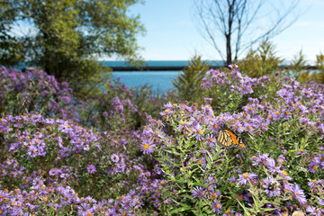 monarch butterfly pauses to feed on Symphyotrichum novi-belgii or New York aster near a lakefront