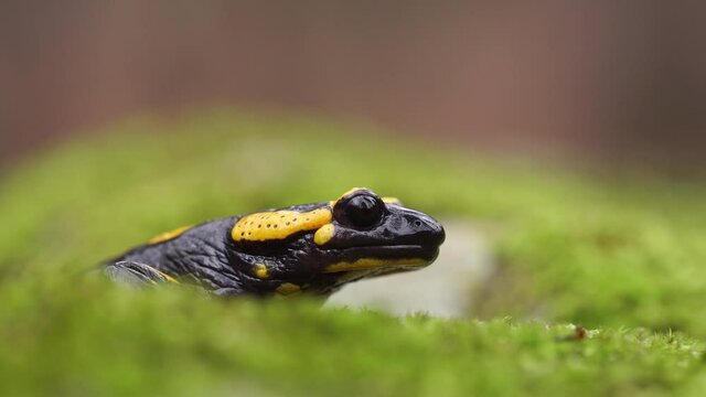 Close up view of Fire salamander (Salamandra salamandra) on moss, zoom out