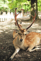 Naklejka na ściany i meble Deer of Nara park in Japan