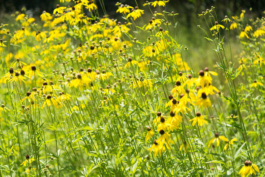 ratibida pinnata, pinnate prairie coneflower, gray-head coneflower, yellow coneflower, prairie coneflower